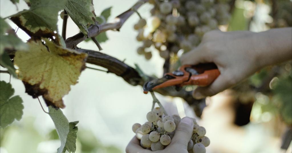 Quinta De Lourosa ξενώνας Lousada Εξωτερικό φωτογραφία