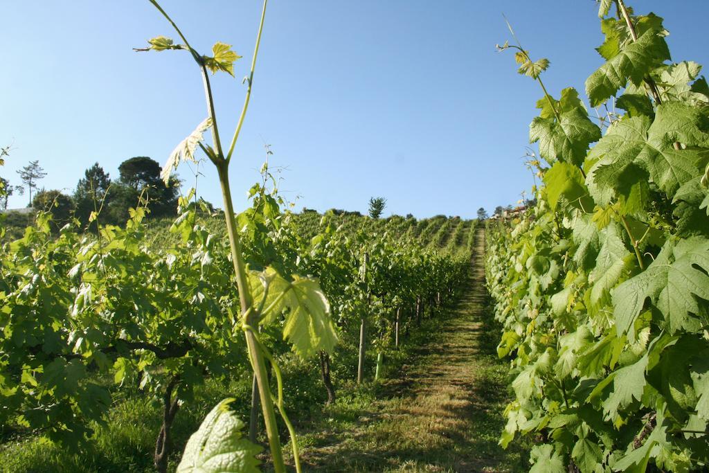 Quinta De Lourosa ξενώνας Lousada Εξωτερικό φωτογραφία