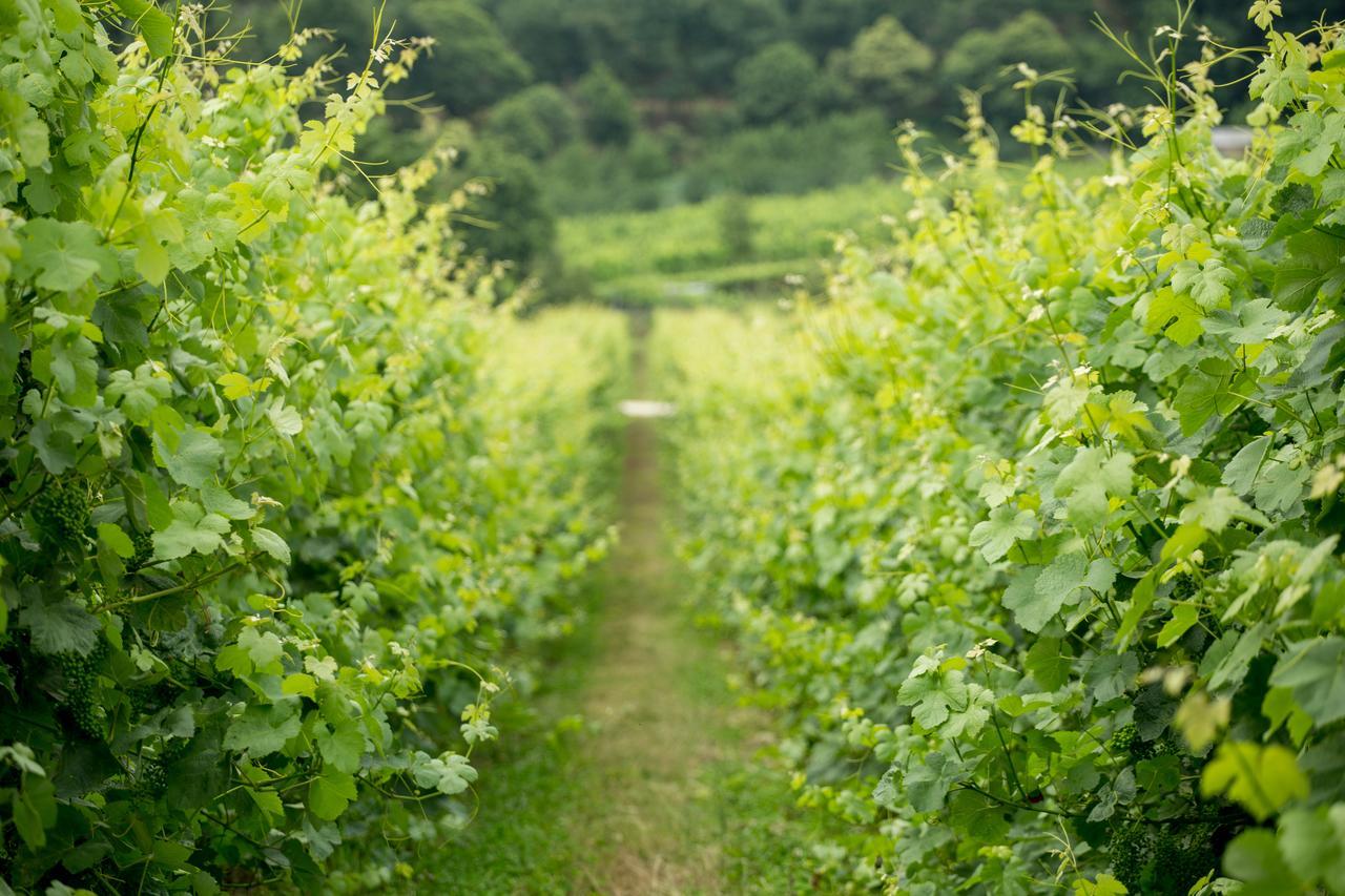 Quinta De Lourosa ξενώνας Lousada Εξωτερικό φωτογραφία