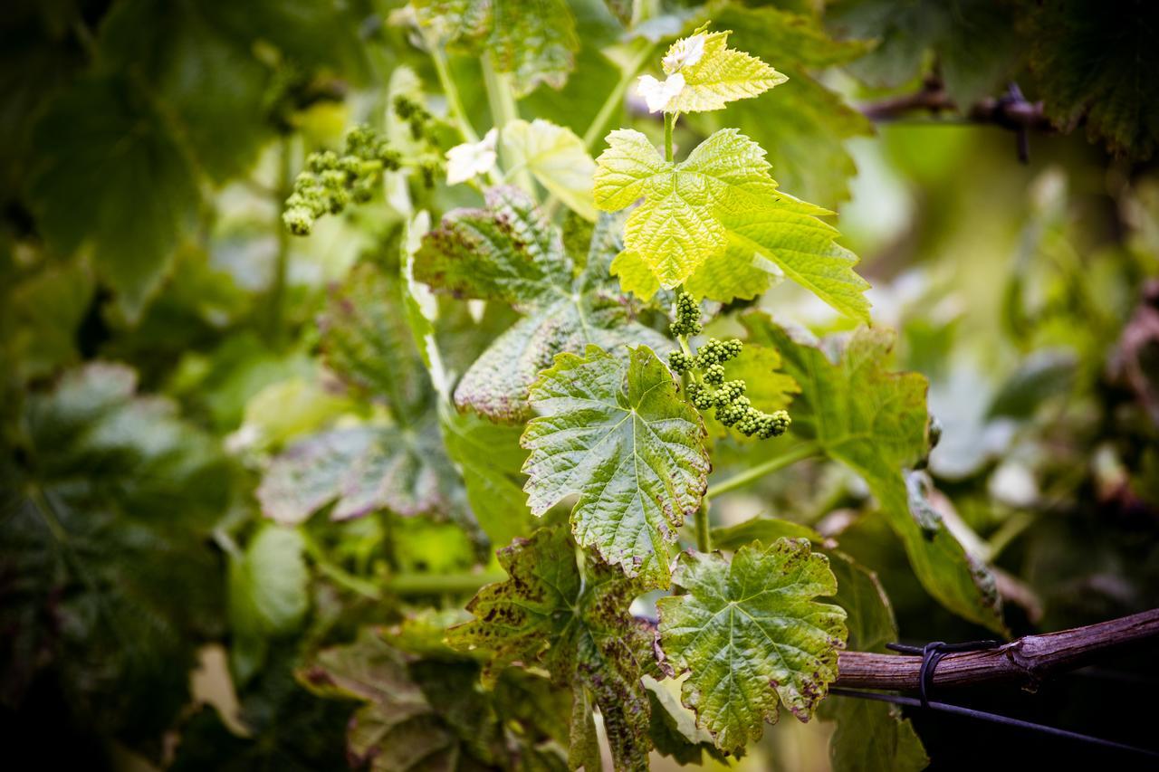 Quinta De Lourosa ξενώνας Lousada Εξωτερικό φωτογραφία