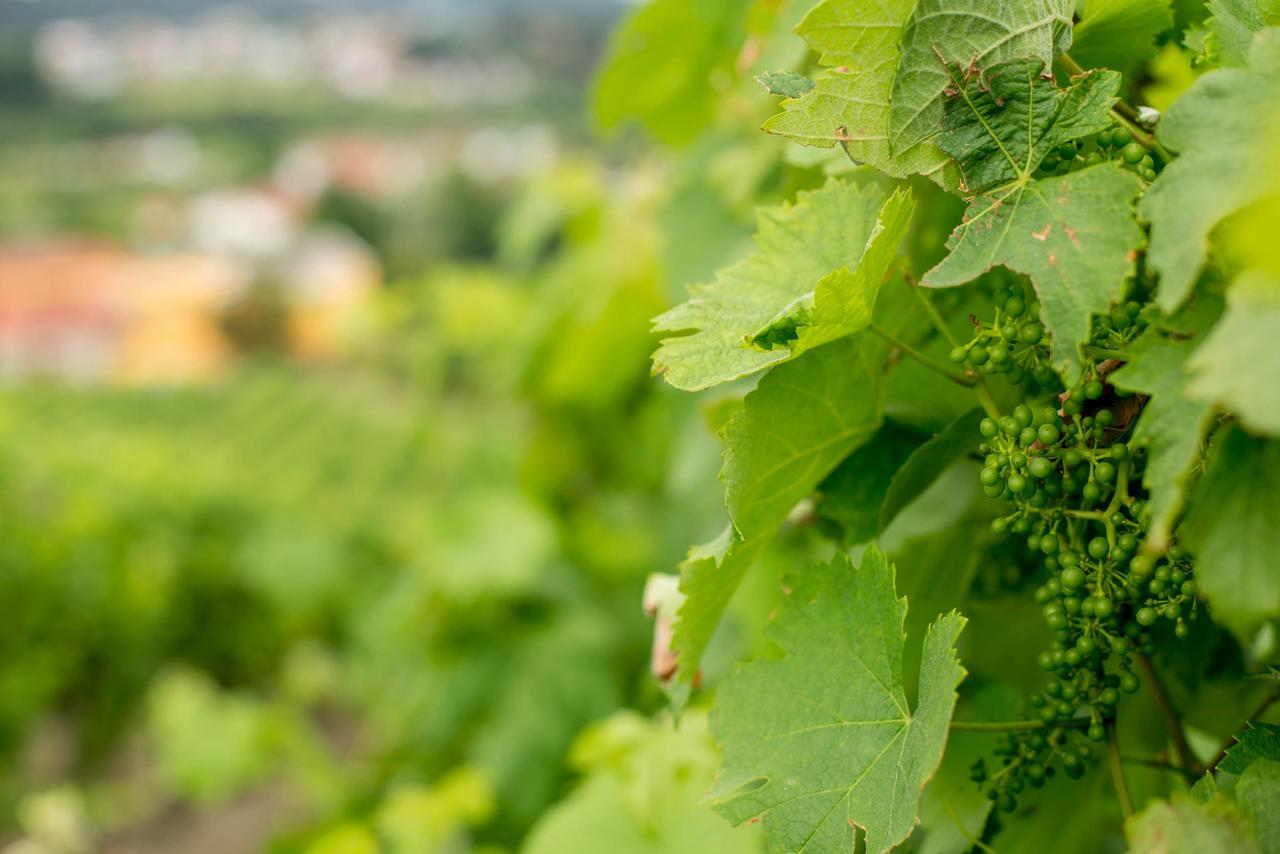 Quinta De Lourosa ξενώνας Lousada Εξωτερικό φωτογραφία
