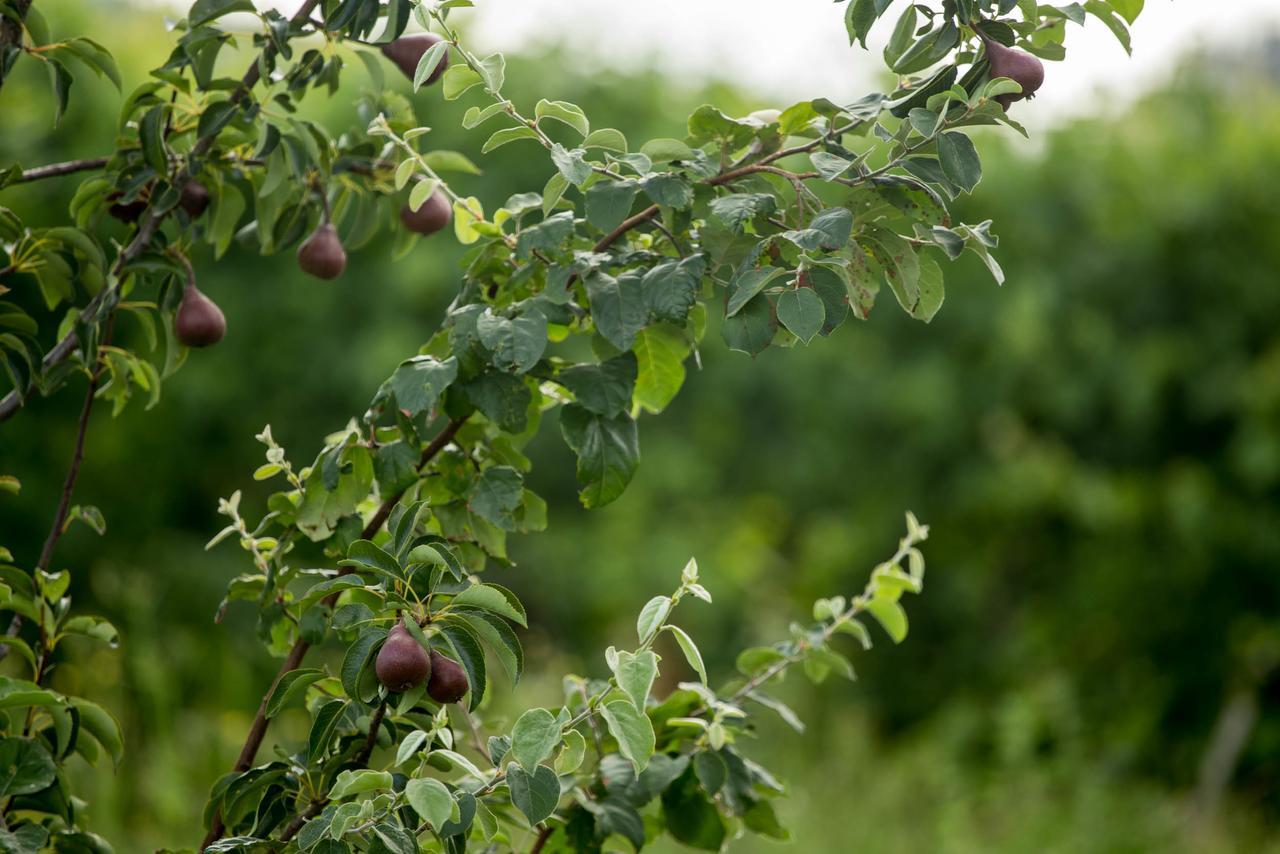 Quinta De Lourosa ξενώνας Lousada Εξωτερικό φωτογραφία