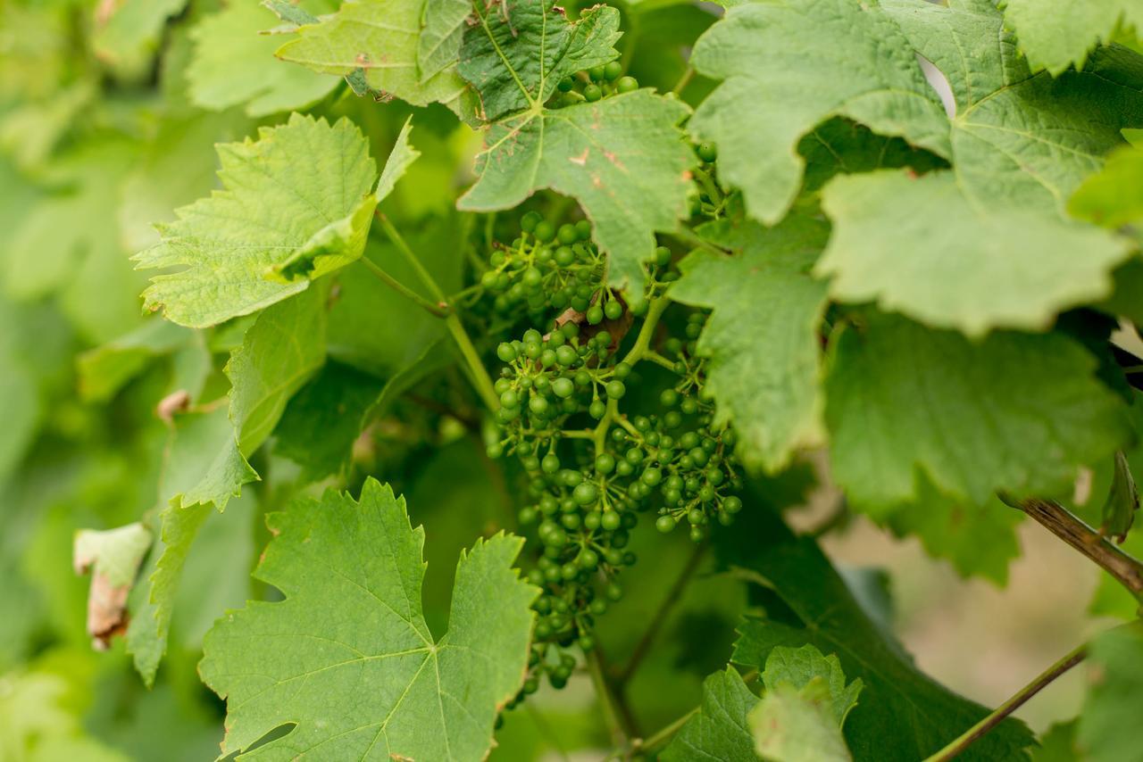 Quinta De Lourosa ξενώνας Lousada Εξωτερικό φωτογραφία